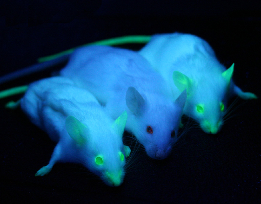 Image source: https://commons.wikimedia.org/wiki/File:GFP_Mice_01.jpg